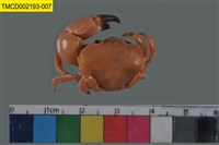 藏品(光輝圓扇蟹)的圖片